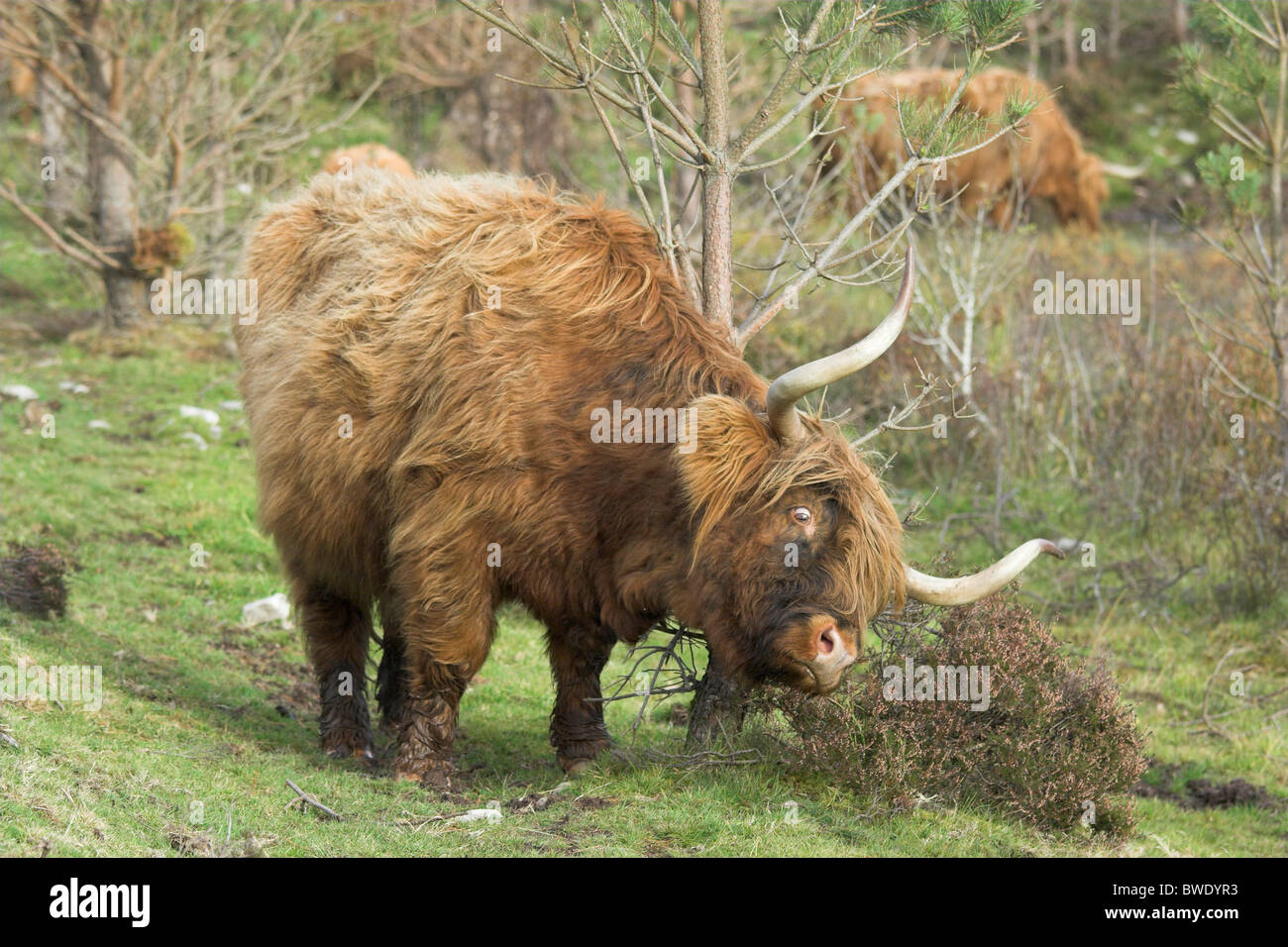 Highland cow ganado doméstico Bos tarus Inverness-shire Highland Foto de stock