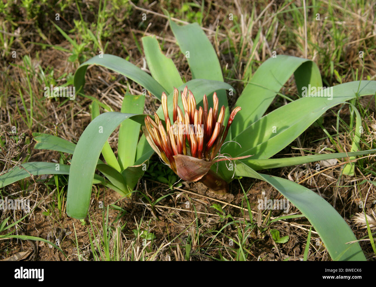 Lily Karoo o lirio de sangre Capullos Ammocharis coranica, Amaryllidaceae, Hluhluwe, Sudáfrica. Foto de stock