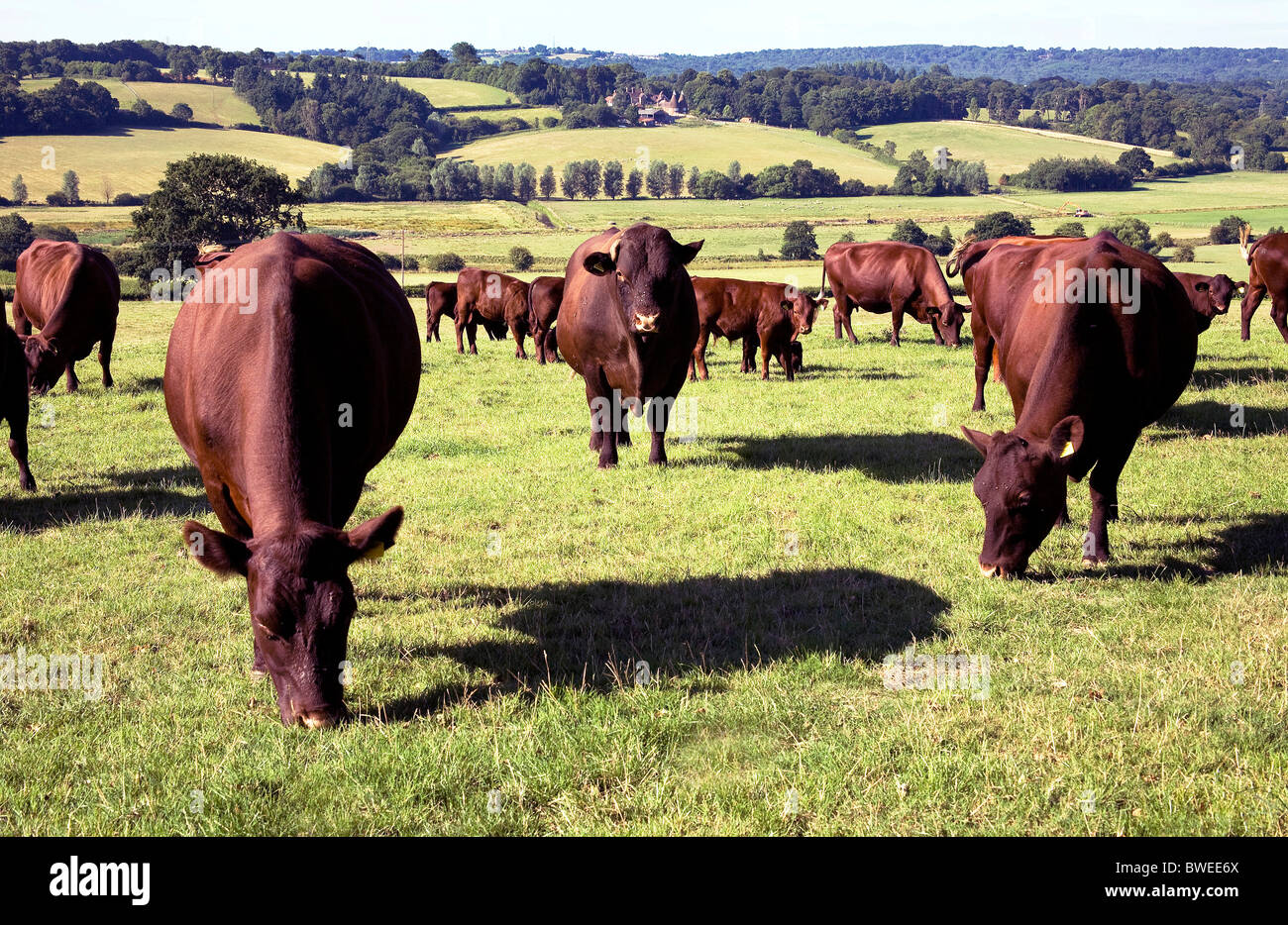 Guapo bien alimentados Sussex ganado vacuno y un toro valle campos de pastoreo en verano país paisaje cerca de Brede East Sussex, UK Foto de stock