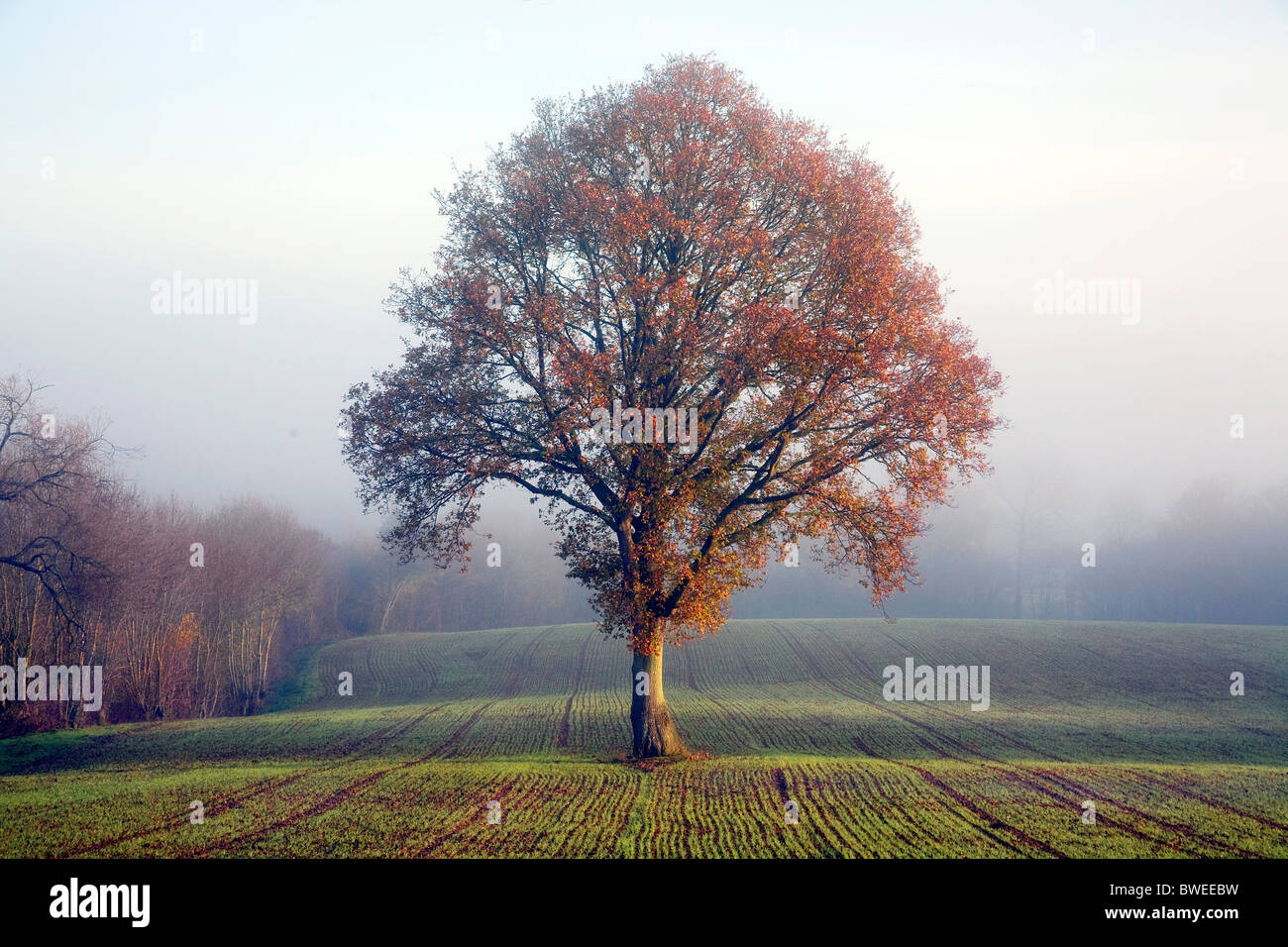 Roble en otoño hojas de color dorado sobre Misty mañana en campo de trigo Recién cosido en el Weald de Kent, Reino Unido Foto de stock