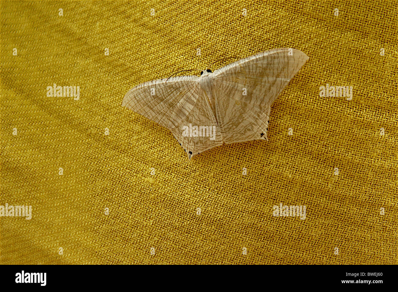 Tela de seda mariposas Foto de stock