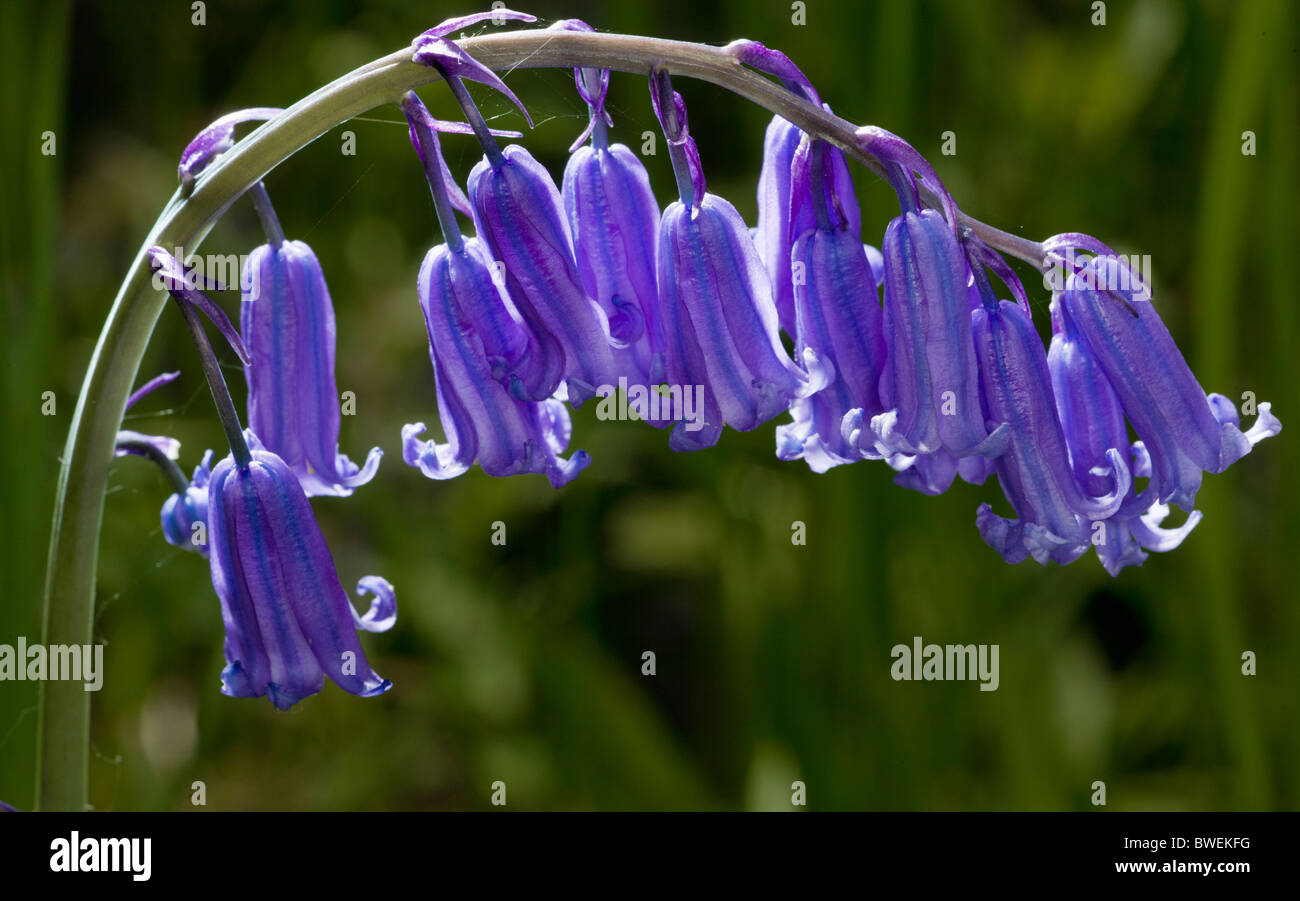 Bluebell común (Hyacinthoides non-scripta) Foto de stock