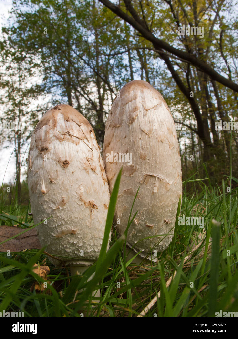 Shaggy mane setas. Foto de stock