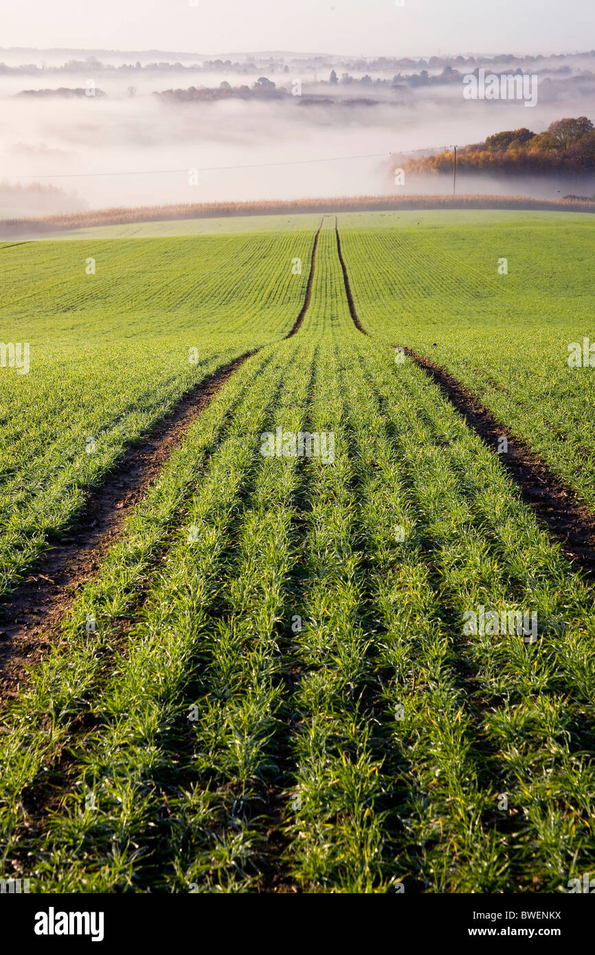 Misty mañana vista de Chorlitejo campiña recientemente plantados con campo de trigo de invierno en otoño valle Kent UK Foto de stock