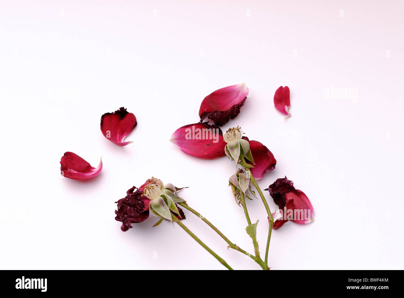 Desapareció de pétalos de rosa, aislado en blanco con sombra Foto de stock