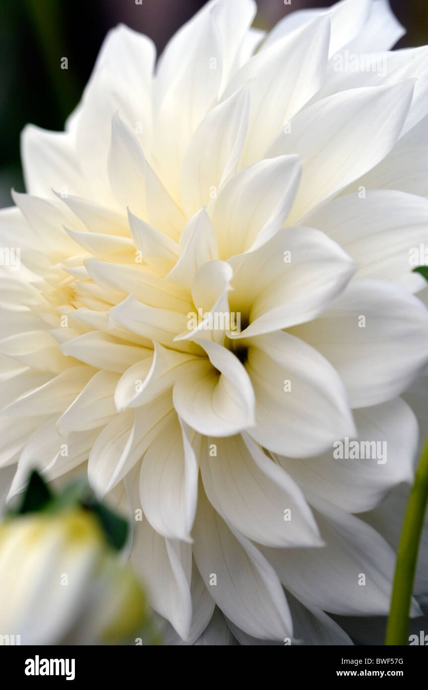 Dalia evelyn foster decorativo formal variedad híbrida de tipo flor blanca  flor de color de color de color de color de flor Fotografía de stock - Alamy
