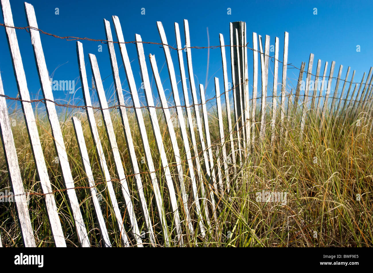 Dune dune valla con hierba. Costa del Golfo de Florida. Foto de stock