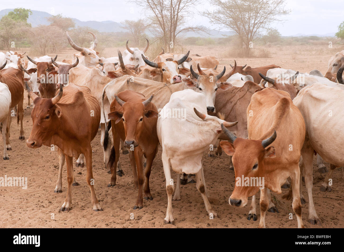 Hato Lechero, gente Karo, omo River Valley, el sur de Etiopía. Foto de stock