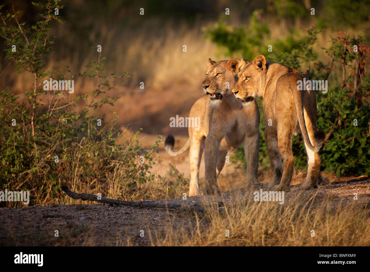 León (Panthera leo) mujeres caminar, Parque Nacional Kruger, en la provincia de Mpumalanga, Sudáfrica Foto de stock