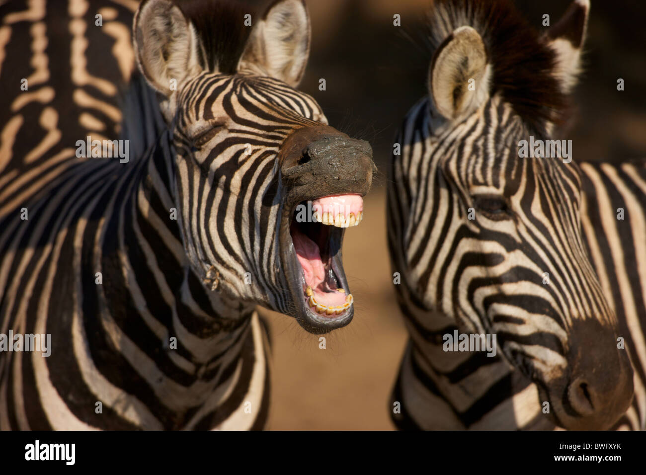 Un primer plano de una cebra enseñando los dientes, Isimangaliso, Kwazulu-Natal, Sudáfrica Foto de stock