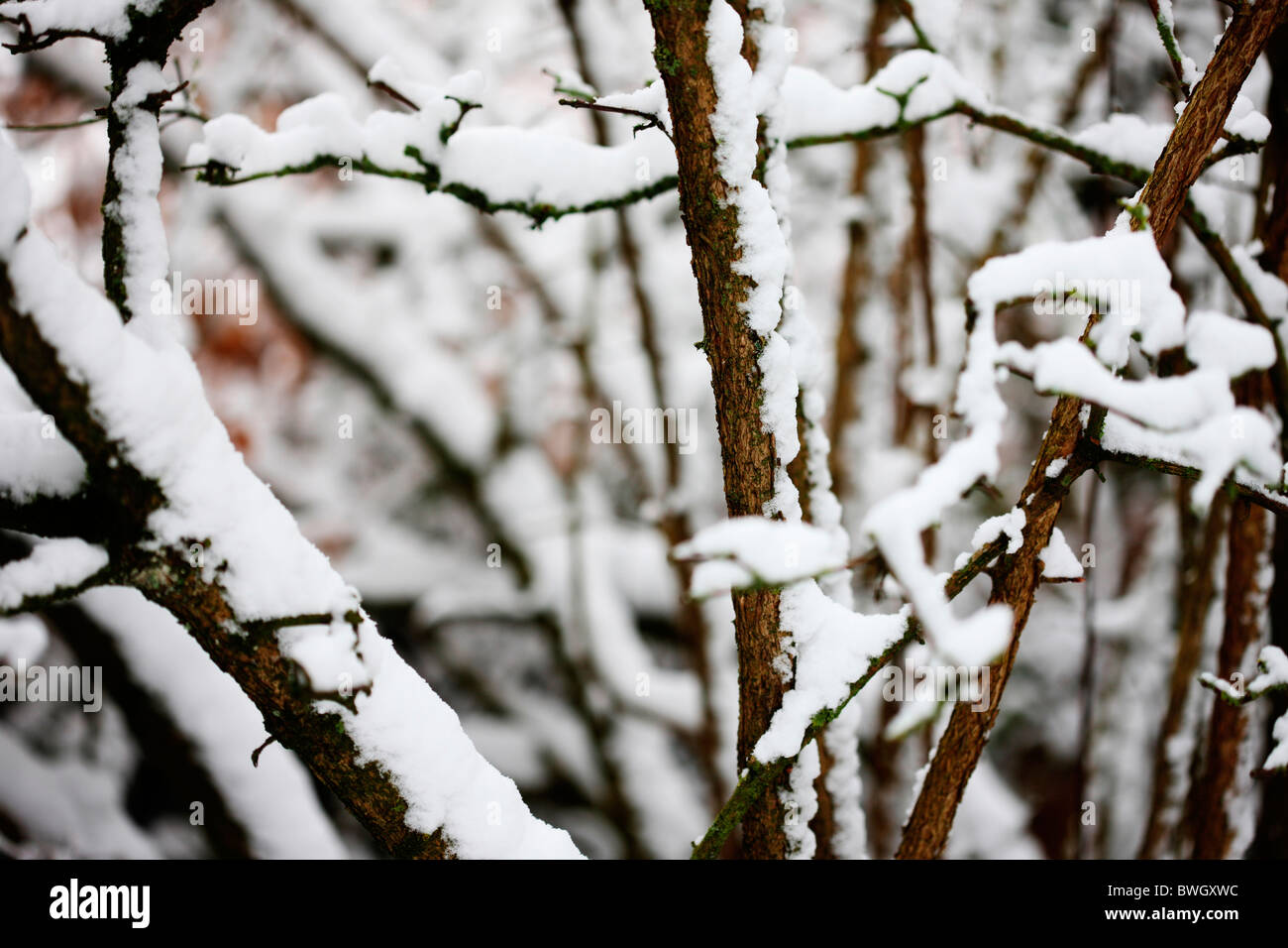 Una escena de invierno de nieve laden cerezo ramas - fotografía artística Jane-Ann Butler Fotografía JABP957 con derechos gestionados Foto de stock