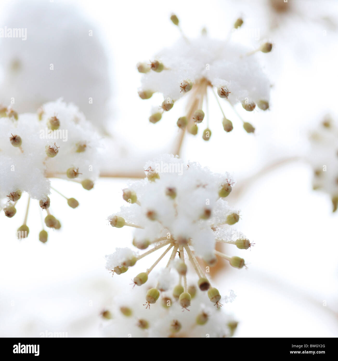 Fructificación aralia japoneses en la nieve del invierno - fotografía artística Jane-Ann Butler Fotografía JABP950 con derechos gestionados Foto de stock