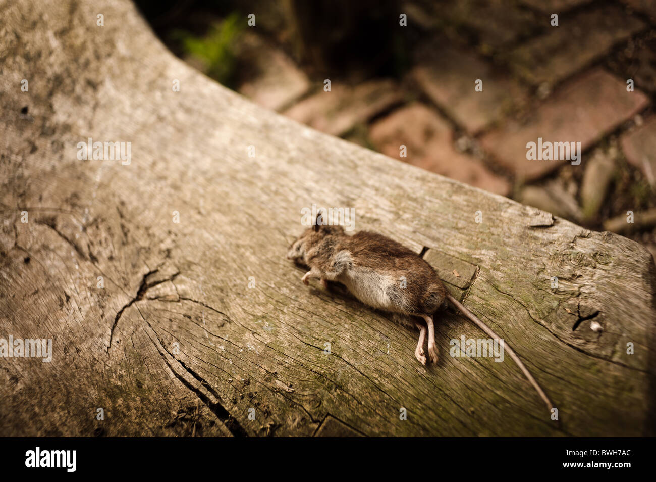 Un ratón muerto encontrado en un banco de madera en un jardín campestre inglés en Cornwall, presumiblemente por un gato kiiled Foto de stock