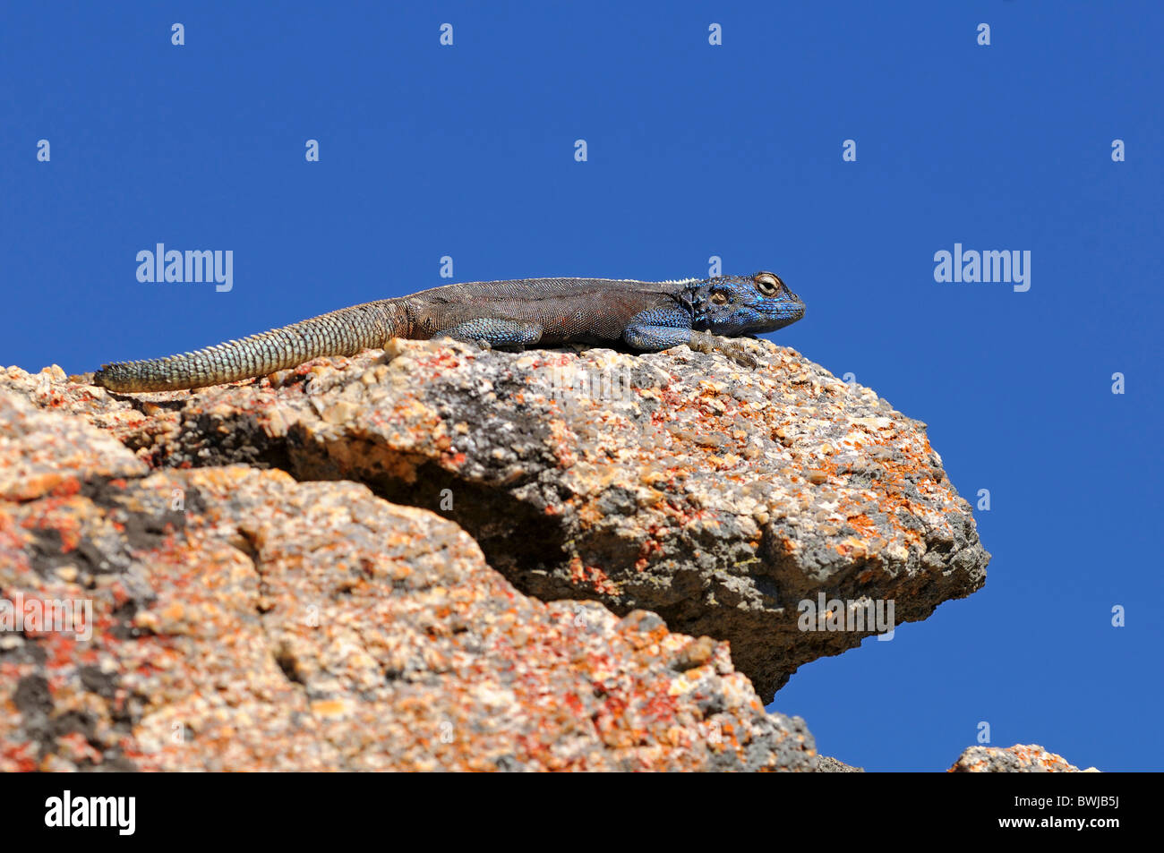 Rock sureño, Agama agama atra, macho, Namaqualand, Sudáfrica Foto de stock