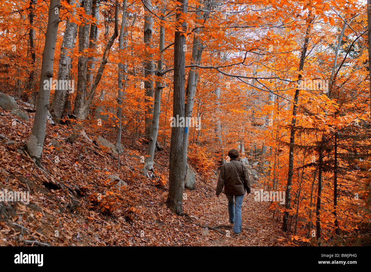 Walking Senderismo Senderismo mujer andar paseando otoño otoño camino interior de madera sendero bosque deciduo t Foto de stock