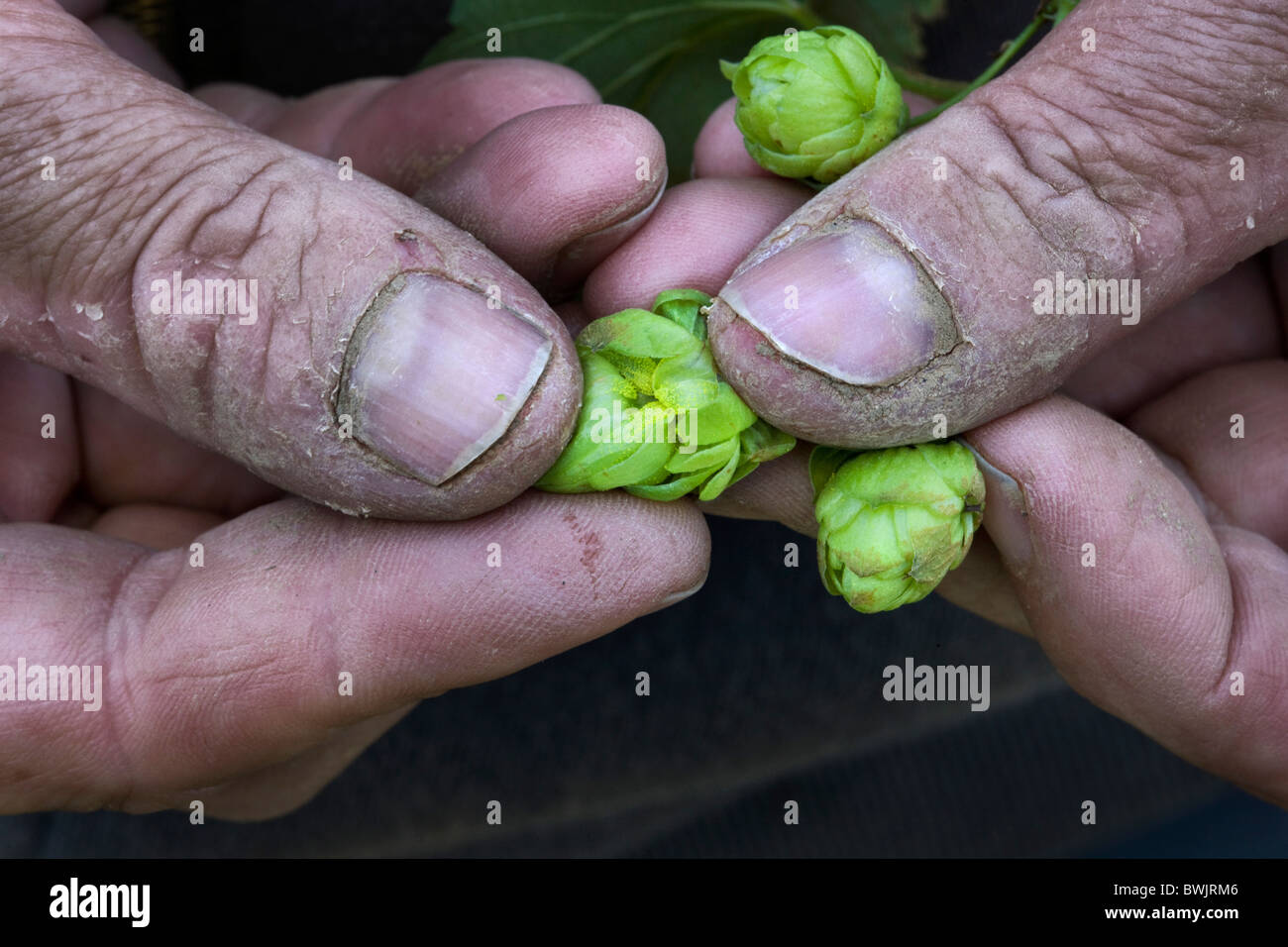 Close-up de mano sujetando conos de lúpulo (Humulus lupulus), Poperinge, Bélgica Foto de stock