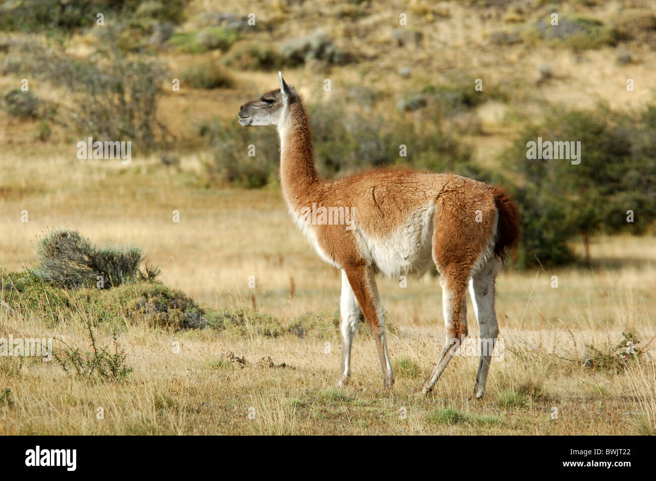 Paso Rodolfo Roballos como agudo Patagonia Chile 10821600 Guanako llama Lama guanicoe Foto de stock