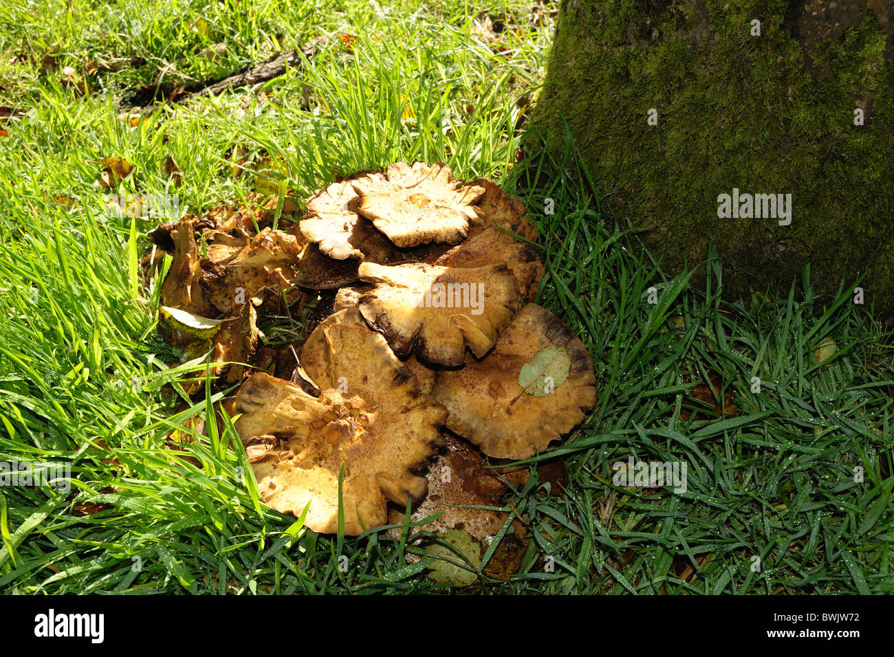 Órganos de fructificación del hongo de miel (Armillaria mellea) alrededor de la base de un antiguo árbol de manzanas en otoño Foto de stock