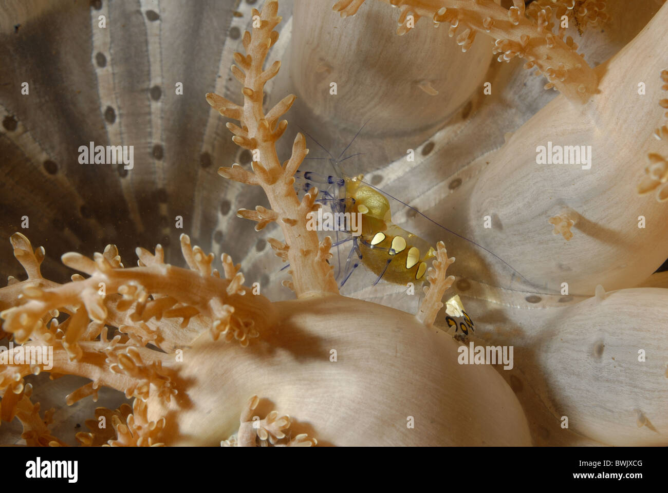 Camarones, Periclimenes brevicarpalis anémona de coral blando, Tulamben, Bali, Indonesia, Asia Foto de stock