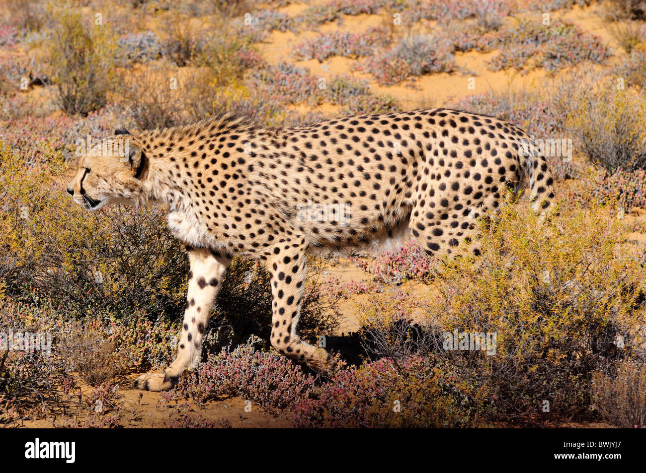 Un guepardo caminando sigilosamente en los arbustos. Sudáfrica. Foto de stock