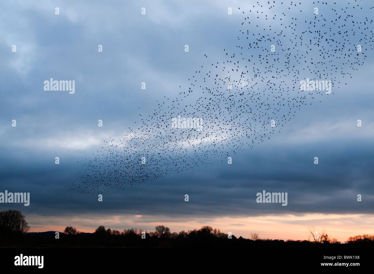 Exaltación Murmuration, un estornino Rebaño formas fantásticas acrobacias misa antes de posarse en el Brandon Marsh Warwickshire Foto de stock