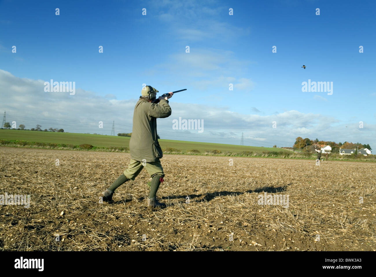 Un shooter (GUN) disparar a un ave de caza en un rodaje, Cambridgeshire, Reino Unido Foto de stock