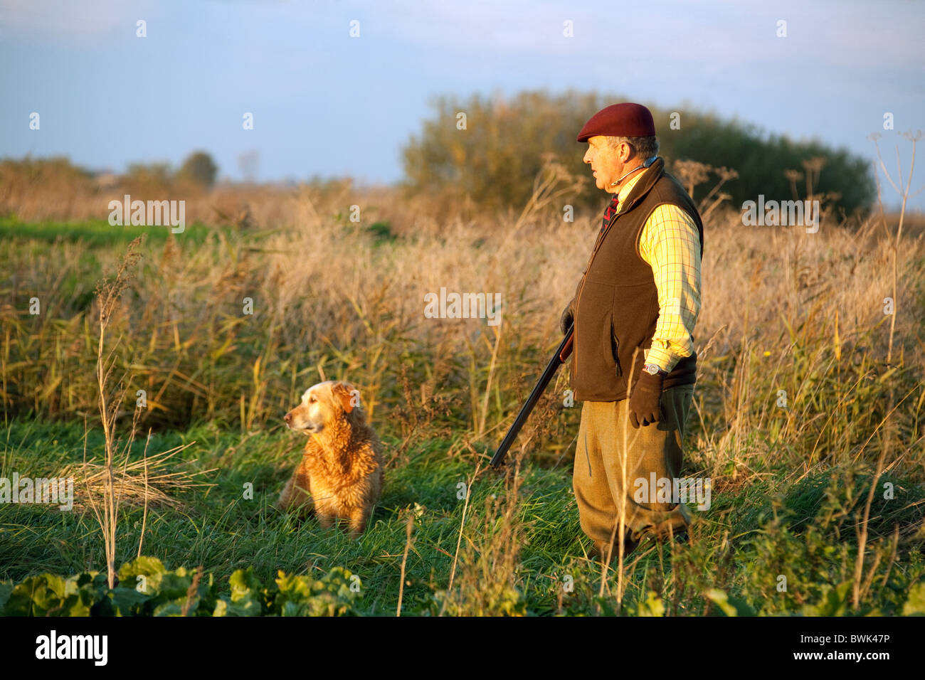 Un Shooter (GUN) y su gundog esperando la caza de aves se elevó en un rodaje, Cambridgeshire, Reino Unido Foto de stock