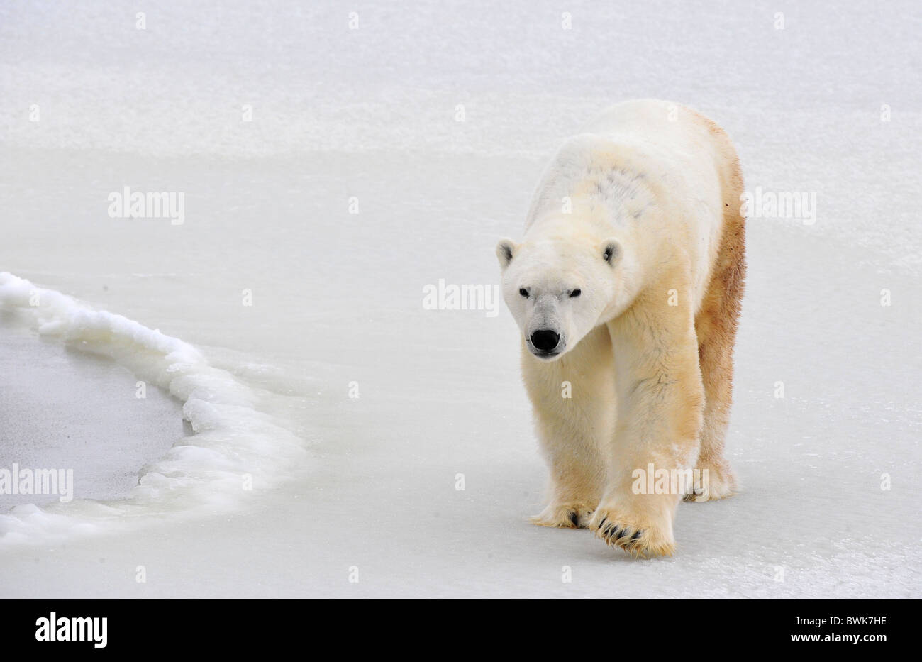 Oso Polar en un hábitat natural. La nieve. Una helada. El invierno. Foto de stock