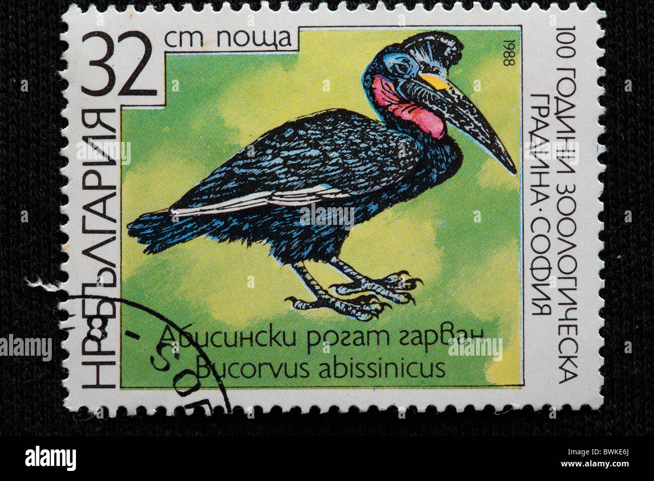 Abisinio tierra-tierra-Norte de Bucero Bucorvus abyssinicus bucero Bulgaria 1988 grabado de sellos Foto de stock
