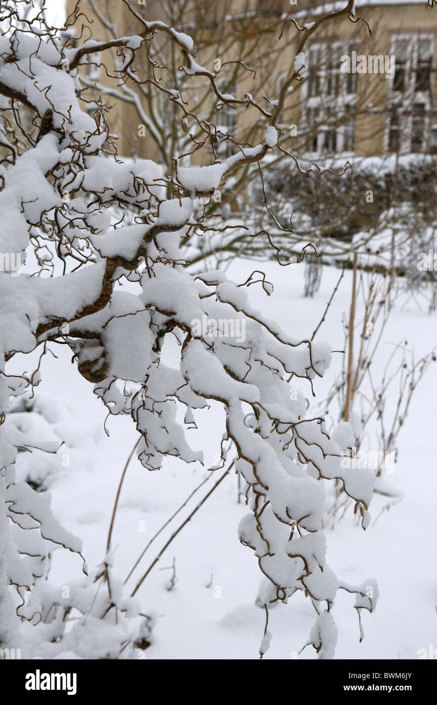 El follaje del jardín pesadamente cargado con nieve Foto de stock