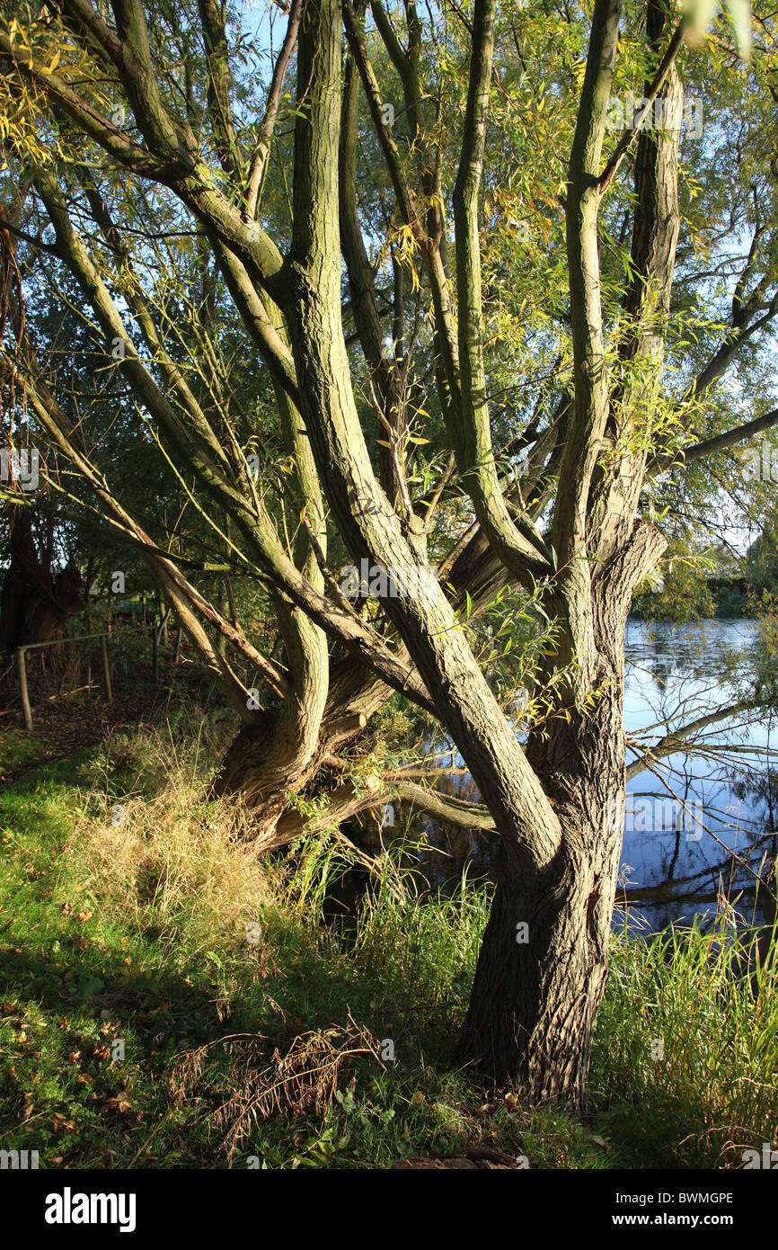 Los árboles de hoja caduca en otoño de sol Foto de stock