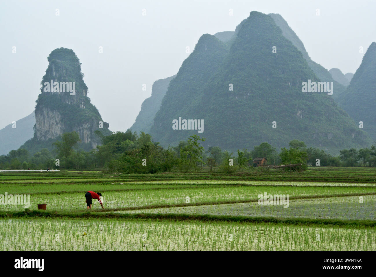 Los arrozales y el paisaje cárstico de Guangxi, China Foto de stock