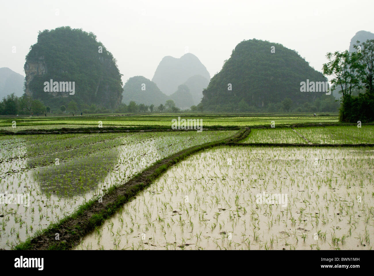 Los arrozales y el paisaje cárstico de Guangxi, China Foto de stock
