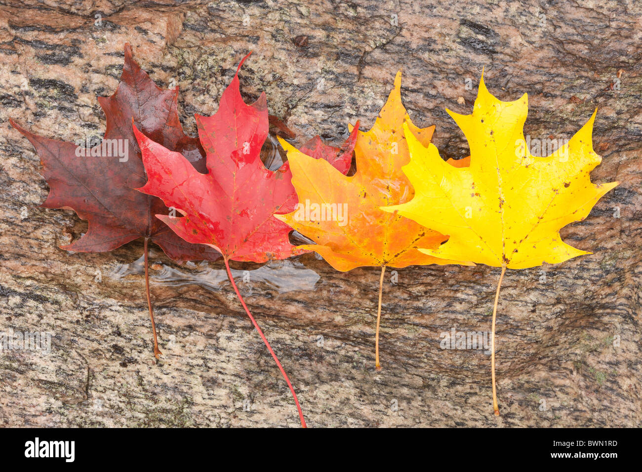 Hojas de arce de azúcar que muestra las variaciones de color en otoño. Foto de stock
