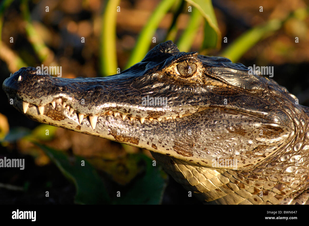 América del Sur Argentina Caiman cocodrilo Cocodrilo Caiman yacare Esteros  del Iberá Carlos Pellegrini Corriente Fotografía de stock - Alamy