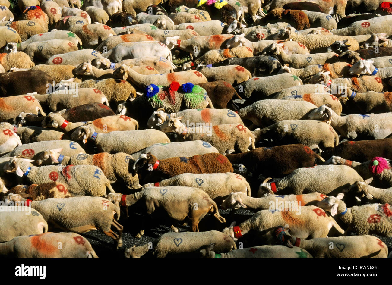 Gard, Provence, Francia - rebaño de ovejas dejando L'Esperou village la trashumancia de verano / mover ganado Foto de stock