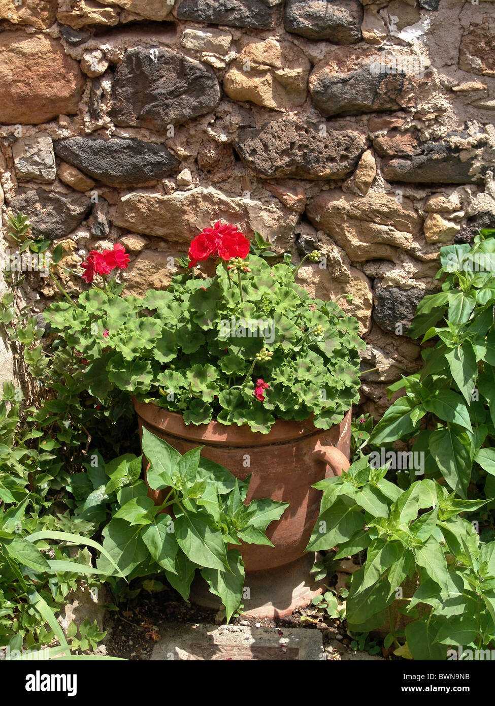 Francia Europa Herault Languedoc-Roussillion botted Mourze geranio plantas plantas de flores flores aún pared l Foto de stock