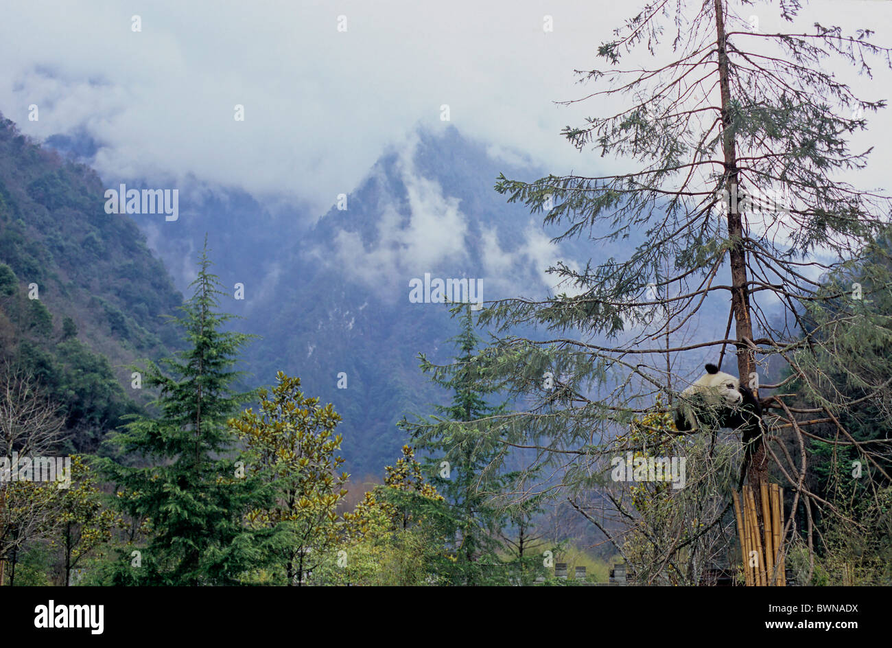 El panda gigante Ailuropoda melanoleuca Wolong Sichuan China Asia