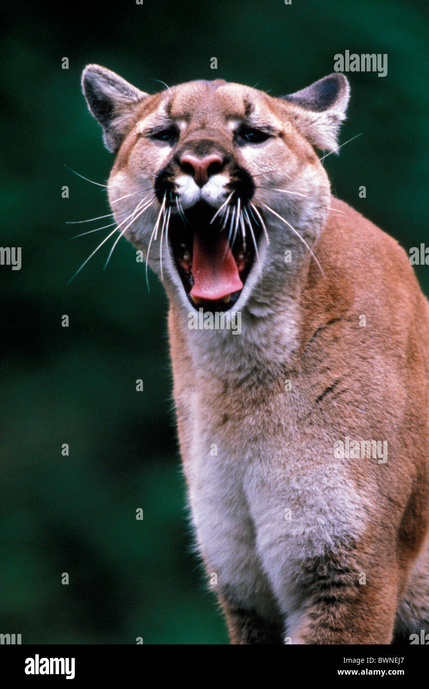 concolor Mountain Lion bostezo bostezo retrato cougar puma un animal de stock - Alamy