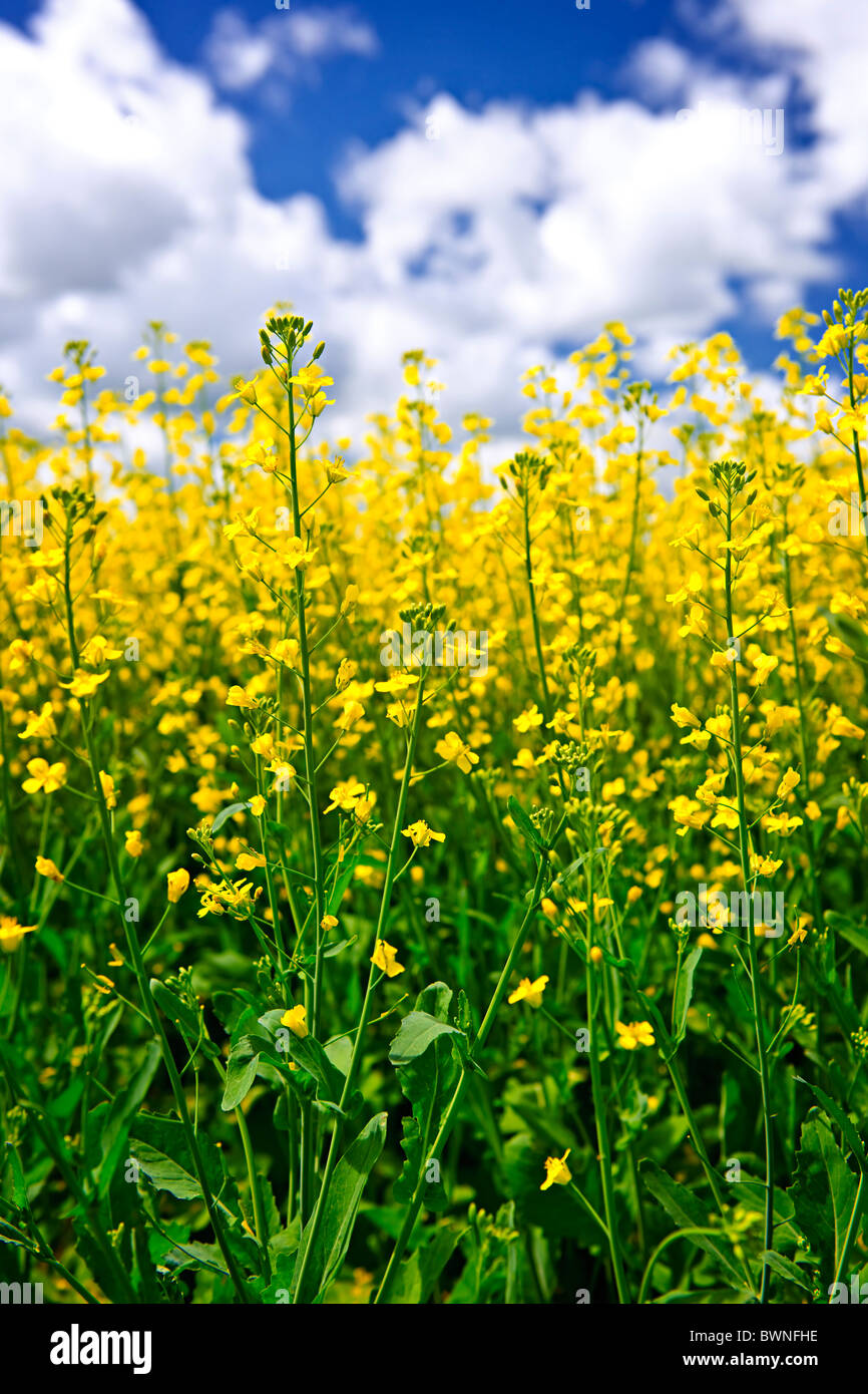 Colza canola o plantas que crecen en el campo agrícola, Manitoba, Canadá  Fotografía de stock - Alamy