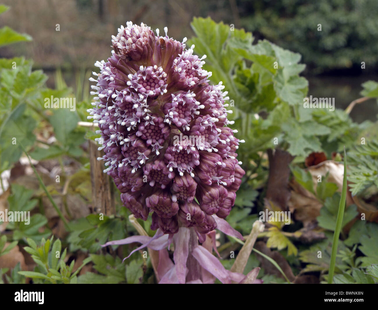Butterbur (Petasites hybridus) en flor Foto de stock