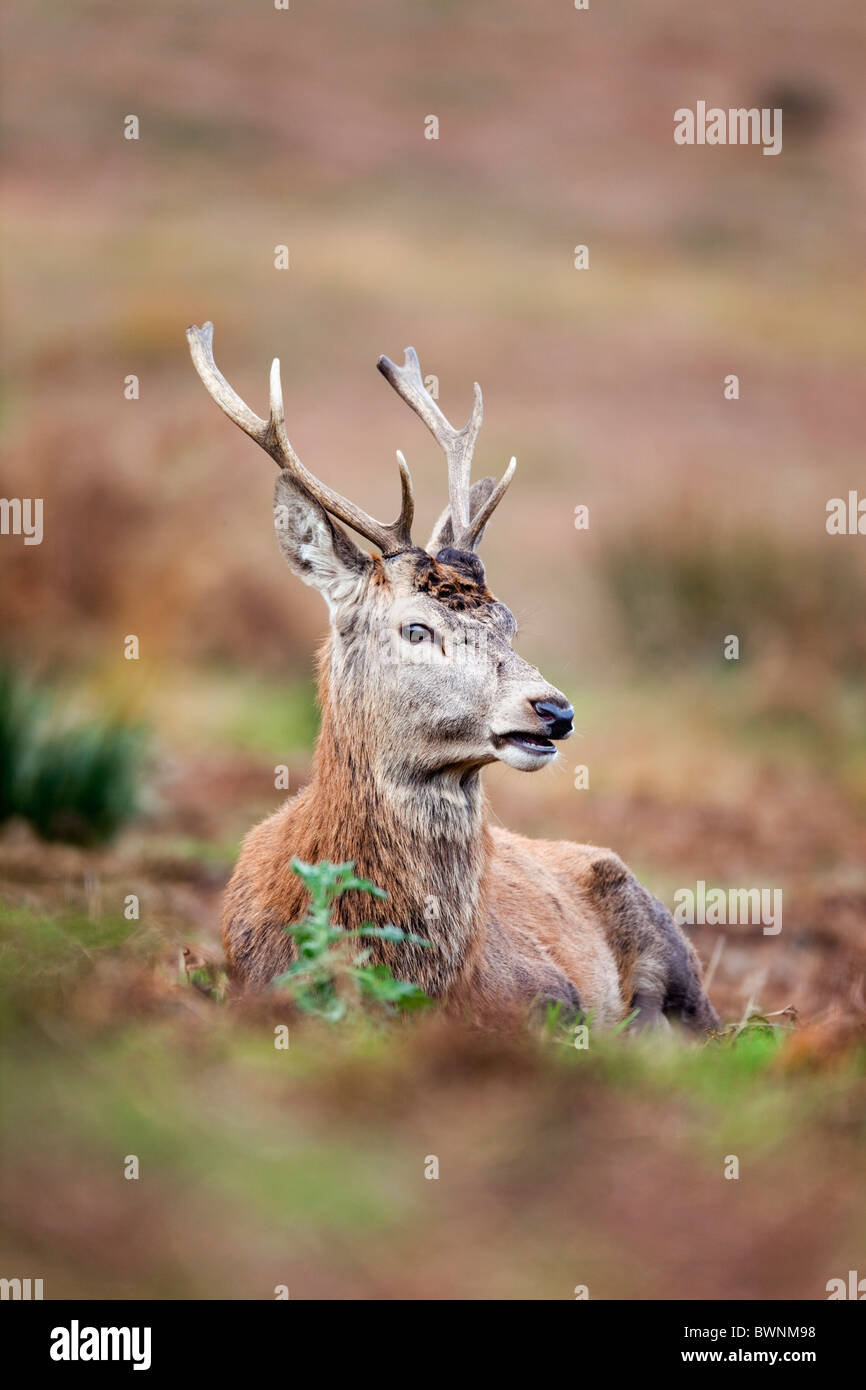 Ciervo rojo; Cervus elaphus; ciervo; El otoño Foto de stock