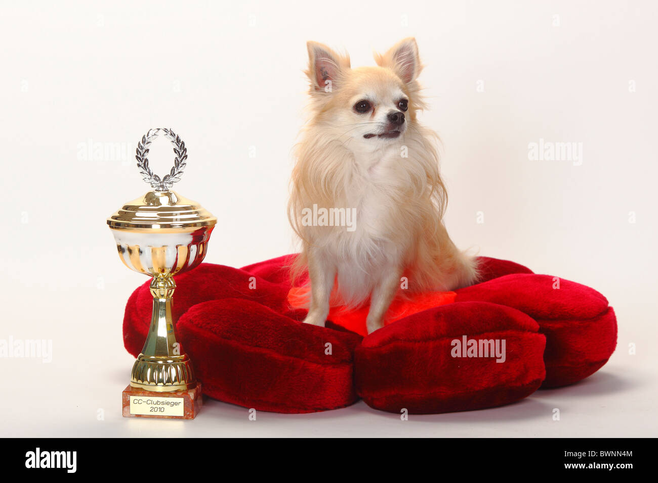 Chihuahua, longhaired, con la copa / trofeo, cojín, mostrar perro, mostrar Foto de stock