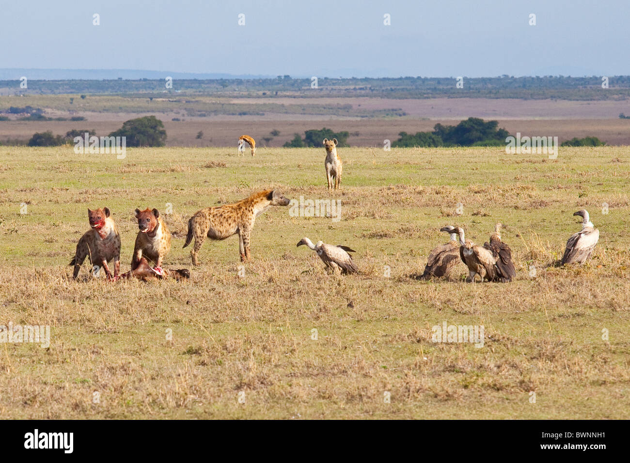 Hienas y buitres, Maasai Mara, Kenia Foto de stock