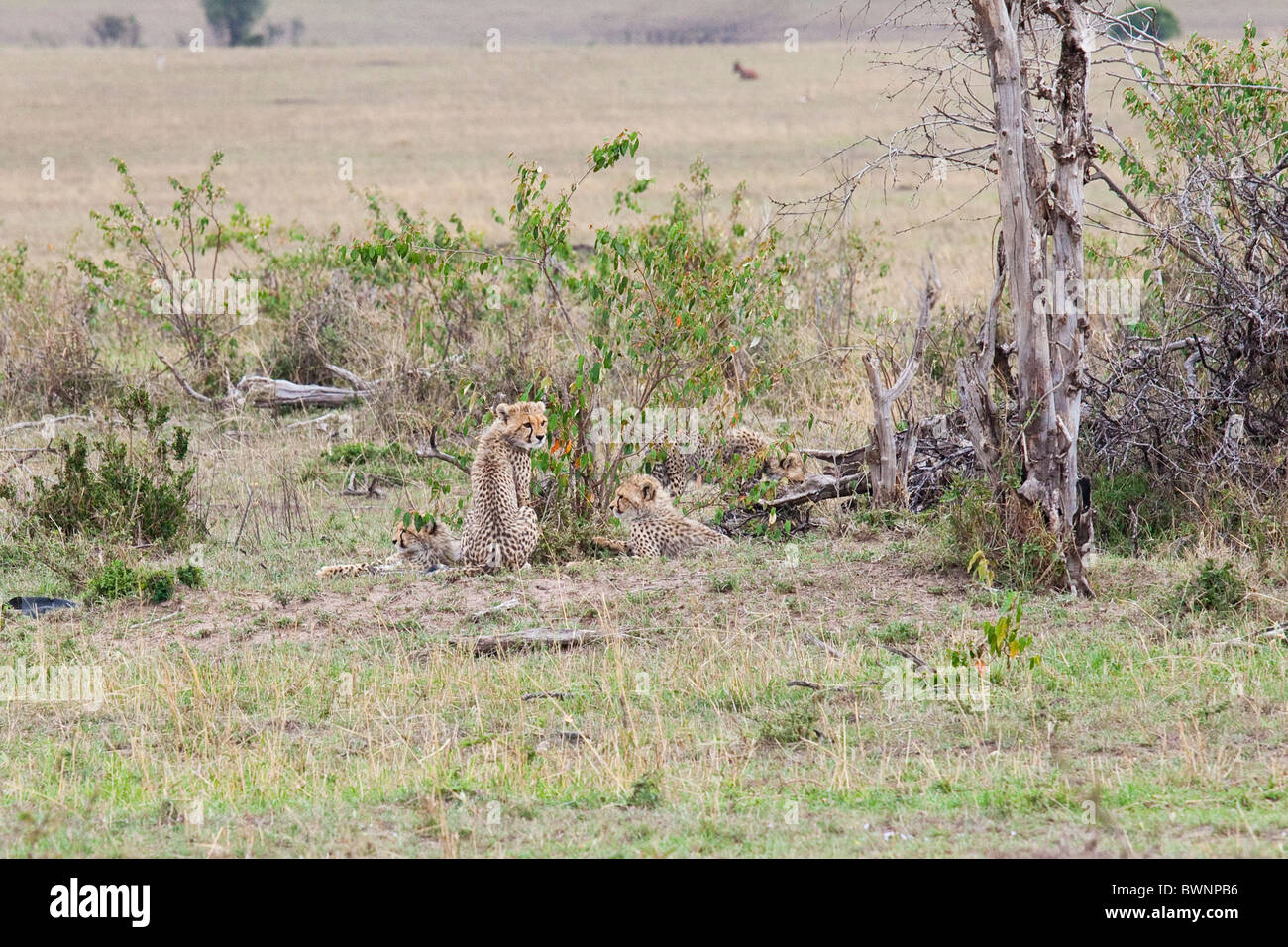 Bebé guepardos, Masai Mara, Kenya Foto de stock