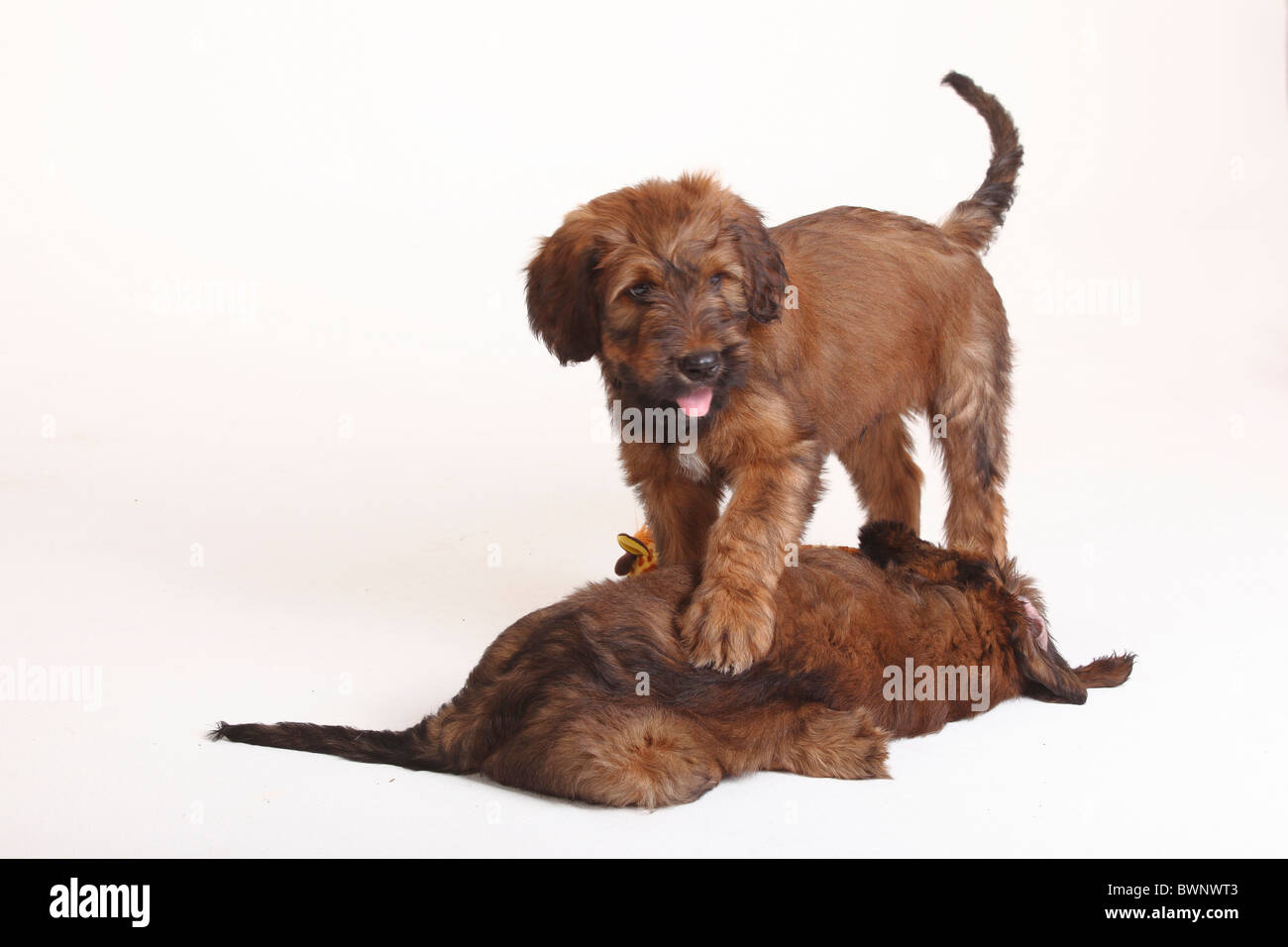 Briard puppy fotografías e imágenes de alta resolución - Alamy