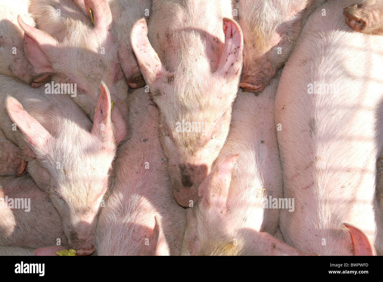 Los cerdos LECHONES Lechones agobiante escasez de tocino de cerdo granja agricultura La agricultura alimentos animales de cría animal pi Foto de stock