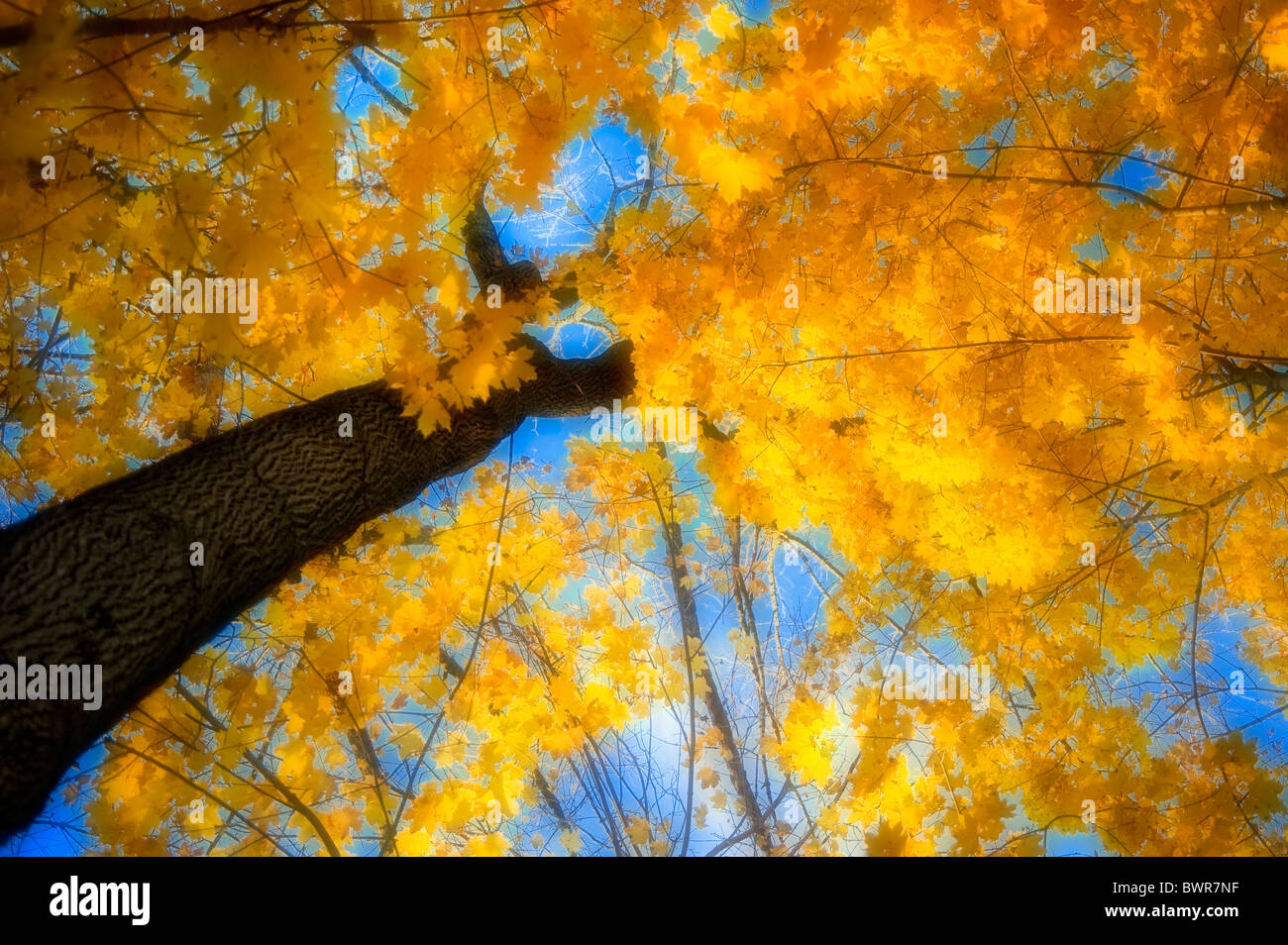 Árbol con Amarillo otoño colores, Interpretación artística Foto de stock