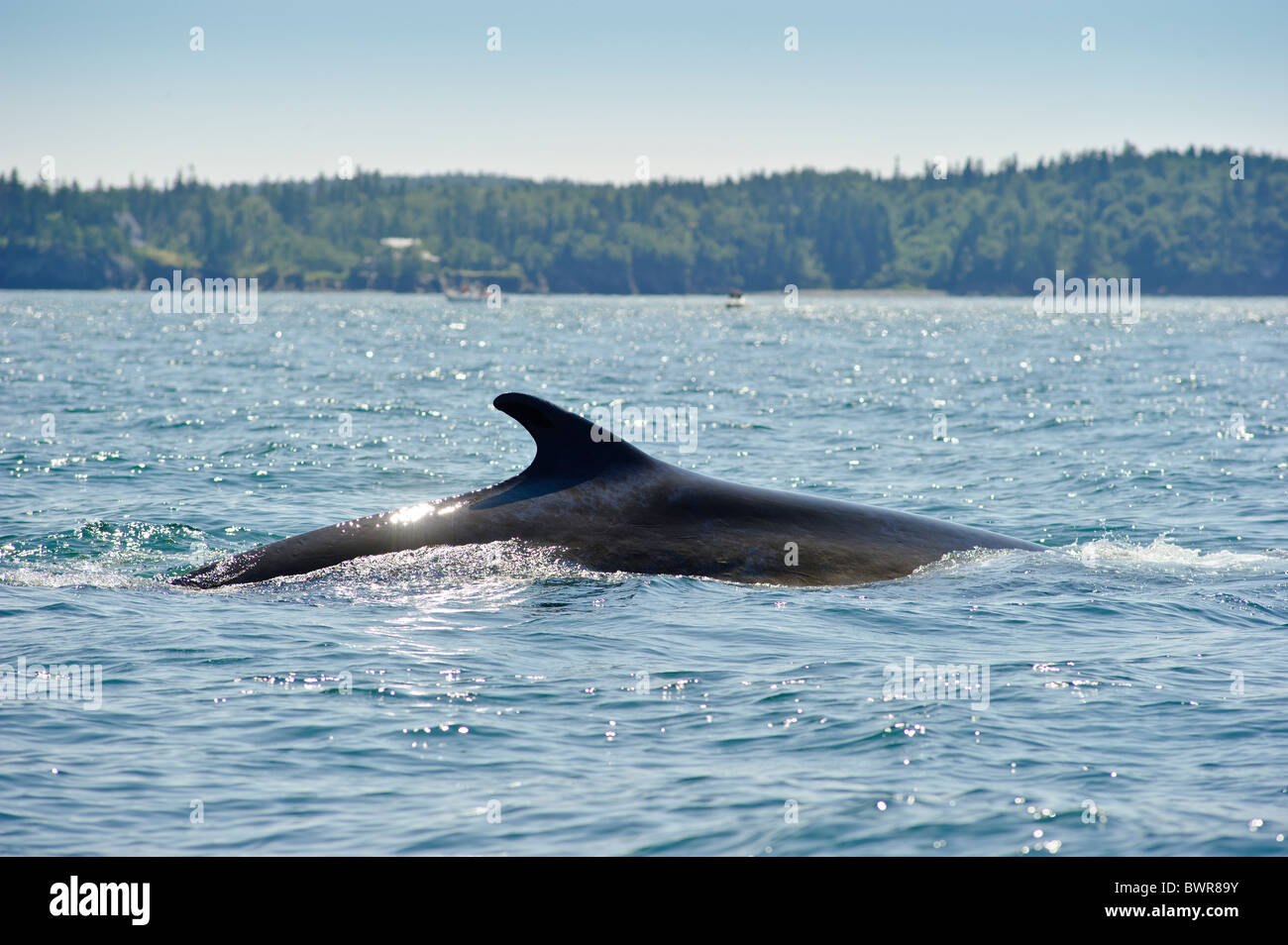 Rorcual común bahía de Fundy Foto de stock