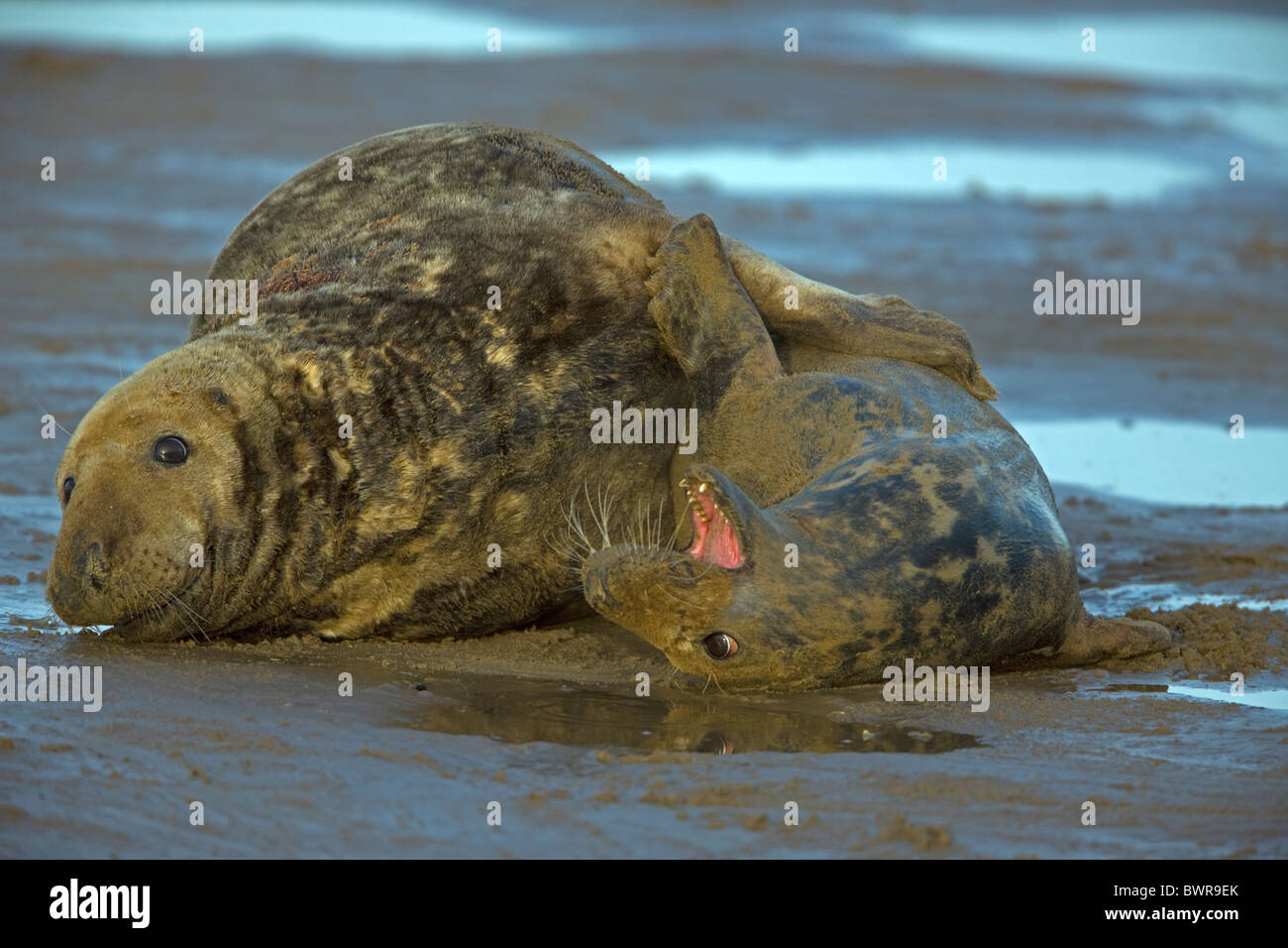 Focas grises (Halichoerus grypus) - REINO UNIDO - Acoplamiento macho y hembra en la playa Foto de stock